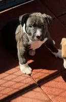 Panda-Girl, a female American Pit Bull Terrier for sale in Palm Springs, CA – Photo 5 of 9