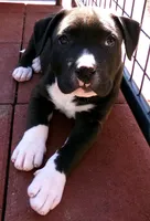 Panda-Girl, a female American Pit Bull Terrier for sale in Palm Springs, CA – Photo 3 of 8