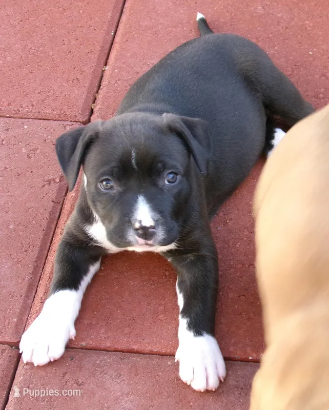 Panda-Girl – American Pit Bull Terrier puppy for sale in Palm Springs, CA