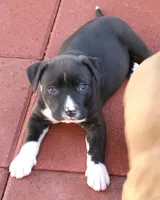 Panda-Girl, a female American Pit Bull Terrier for sale in Palm Springs, CA – Photo 1 of 8
