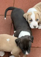 Panda-Girl, a female American Pit Bull Terrier for sale in Palm Springs, CA – Photo 3 of 9