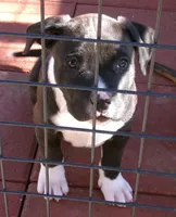 Panda-Girl, a female American Pit Bull Terrier for sale in Palm Springs, CA – Photo 2 of 8