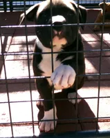 Panda-Girl, a female American Pit Bull Terrier for sale in Palm Springs, CA – Photo 4 of 8