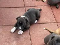 Panda-Girl, a female American Pit Bull Terrier for sale in Palm Springs, CA – Photo 1 of 9