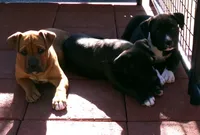 Panda-Girl, a female American Pit Bull Terrier for sale in Palm Springs, CA – Photo 7 of 8