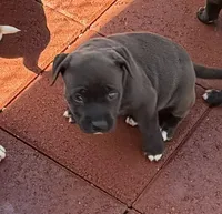 Pinky-Girl, a female American Pit Bull Terrier for sale in Palm Springs, CA – Photo 3 of 6