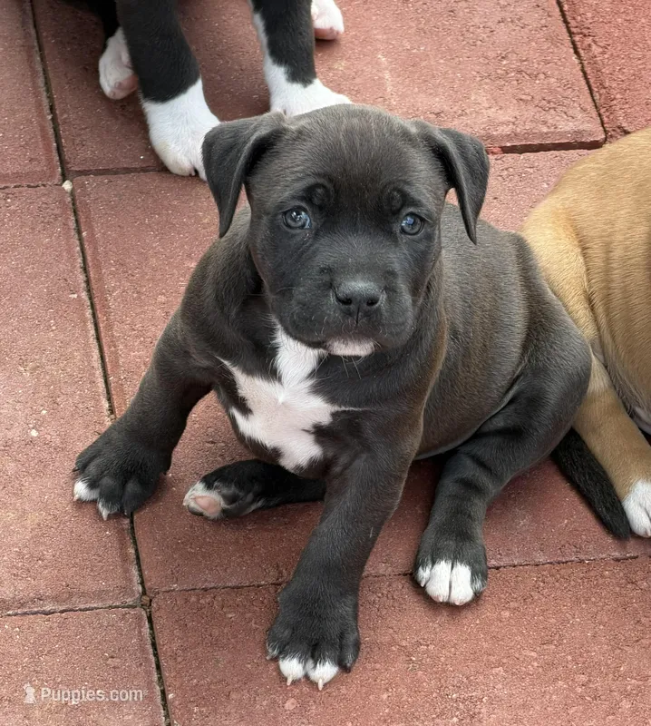 Panther-Girl – American Pit Bull Terrier puppy for sale in Palm Springs, CA