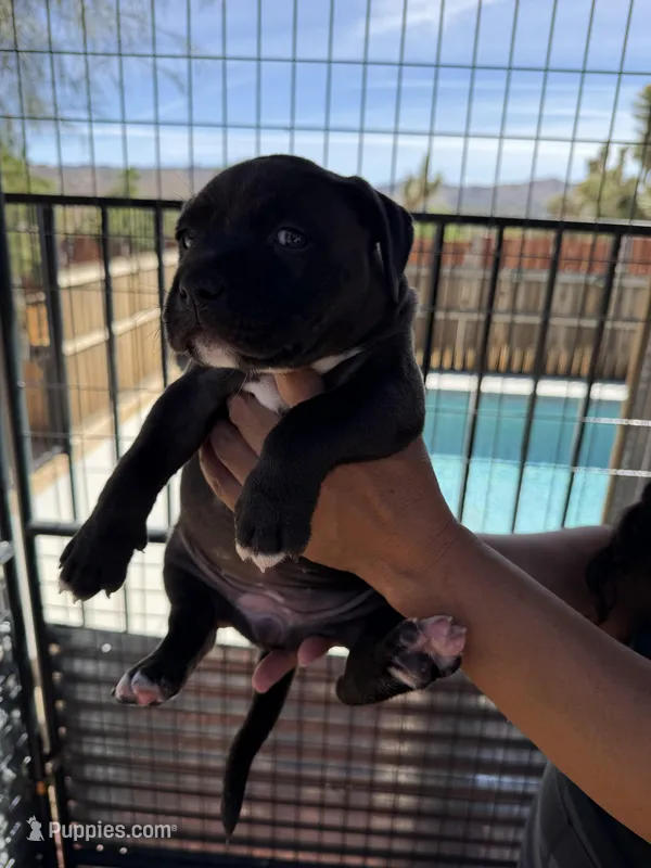 Pinky-Girl – American Pit Bull Terrier puppy for sale in Palm Springs, CA
