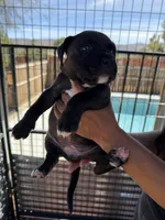 Pinky-Girl, a female American Pit Bull Terrier for sale in Palm Springs, CA – Photo 2 of 6