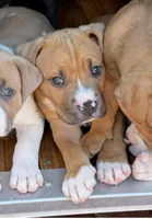 Max-Boy, a male American Pit Bull Terrier for sale in Palm Springs, CA – Photo 2 of 9