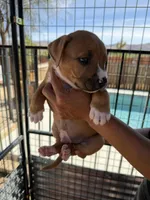 Max-Boy, a male American Pit Bull Terrier for sale in Palm Springs, CA – Photo 4 of 9