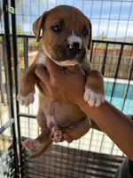 Max-Boy, a male American Pit Bull Terrier for sale in Palm Springs, CA – Photo 3 of 9