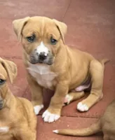 Max-Boy, a male American Pit Bull Terrier for sale in Palm Springs, CA – Photo 1 of 9