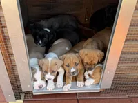 Jack-Boy, a male American Pit Bull Terrier for sale in Palm Springs, CA – Photo 6 of 8