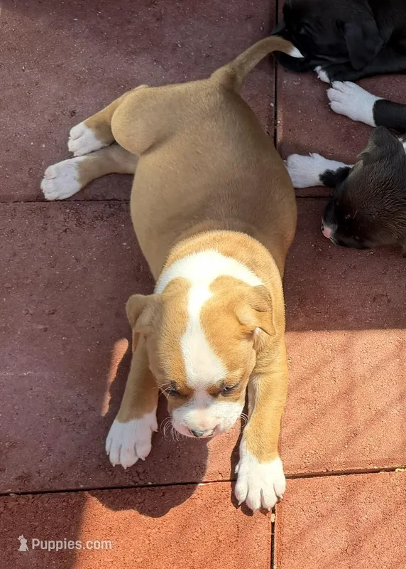 Jack-Boy – American Pit Bull Terrier puppy for sale in Palm Springs, CA