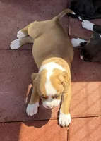 Jack-Boy, a male American Pit Bull Terrier for sale in Palm Springs, CA – Photo 3 of 8