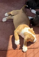 Jack-Boy, a male American Pit Bull Terrier for sale in Palm Springs, CA – Photo 2 of 8