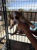 Jack-Boy, a male American Pit Bull Terrier for sale in Palm Springs, CA – Photo 5 of 8