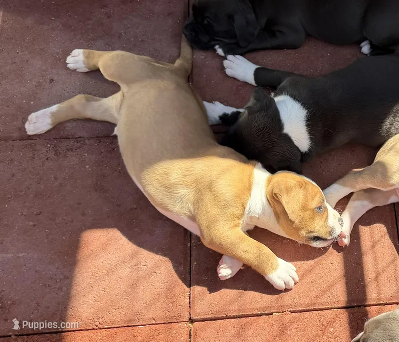 Jack-Boy – American Pit Bull Terrier puppy for sale in Palm Springs, CA