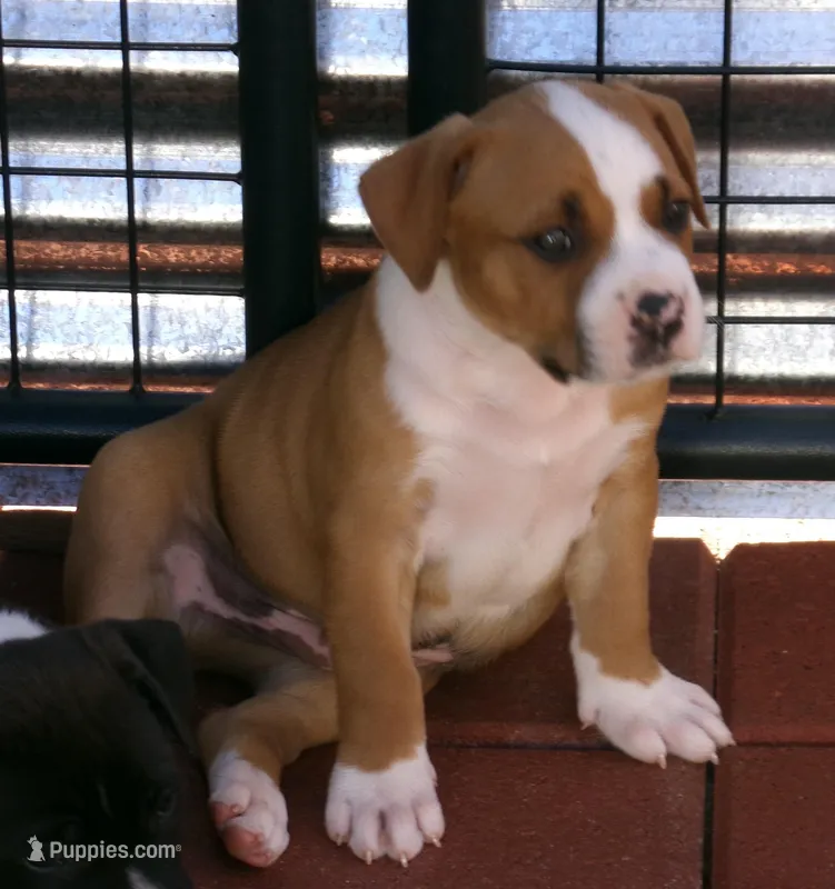 Jack-Boy – American Pit Bull Terrier puppy for sale in Palm Springs, CA