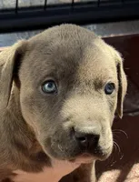 Rocco-Boy, a male American Pit Bull Terrier for sale in Palm Springs, CA – Photo 3 of 8