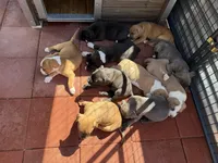 Rocco-Boy, a male American Pit Bull Terrier for sale in Palm Springs, CA – Photo 6 of 8