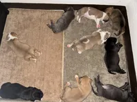 Rocco-Boy, a male American Pit Bull Terrier for sale in Palm Springs, CA – Photo 7 of 8