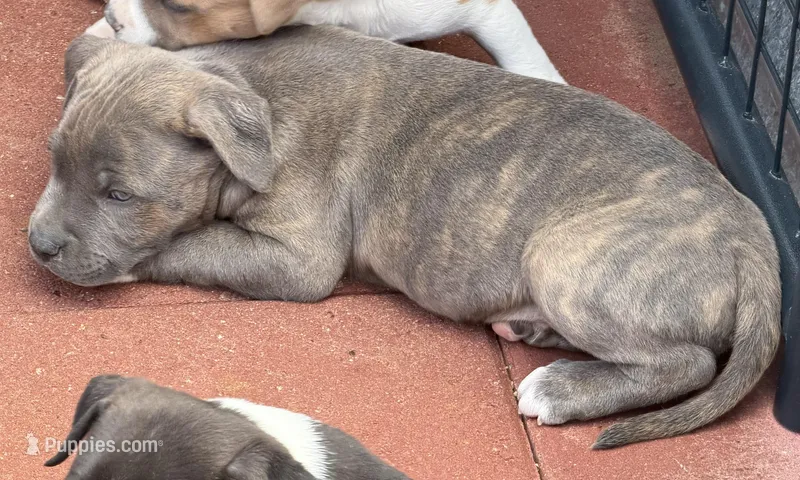 Rocco-Boy – American Pit Bull Terrier puppy for sale in Palm Springs, CA