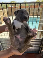 Rocco-Boy, a male American Pit Bull Terrier for sale in Palm Springs, CA – Photo 4 of 8