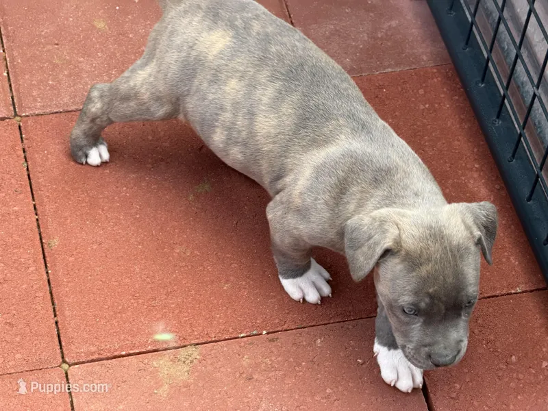 Rocco-Boy – American Pit Bull Terrier puppy for sale in Palm Springs, CA