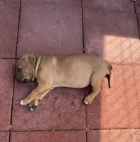 Roxy-Girl, a female American Pit Bull Terrier for sale in Palm Springs, CA – Photo 2 of 3