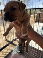 Roxy-Girl, a female American Pit Bull Terrier for sale in Palm Springs, CA – Photo 3 of 3