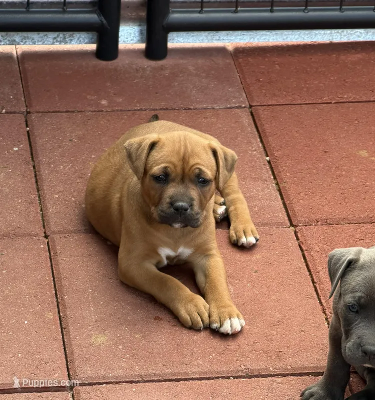 Roxy-Girl – American Pit Bull Terrier puppy for sale in Palm Springs, CA