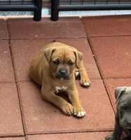 Roxy-Girl, a female American Pit Bull Terrier for sale in Palm Springs, CA – Photo 1 of 3