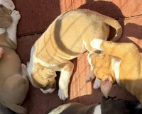 Leo-Boy, a male American Pit Bull Terrier for sale in Palm Springs, CA – Photo 2 of 8