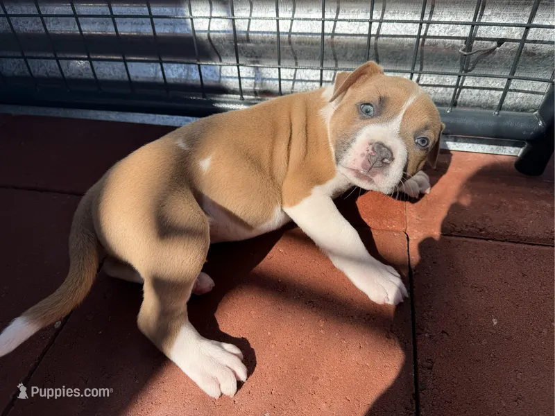 Leo-Boy – American Pit Bull Terrier puppy for sale in Palm Springs, CA