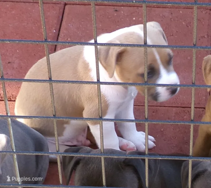 Leo-Boy – American Pit Bull Terrier puppy for sale in Palm Springs, CA