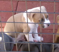 Leo-Boy, a male American Pit Bull Terrier for sale in Palm Springs, CA – Photo 4 of 8