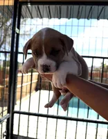 Leo-Boy, a male American Pit Bull Terrier for sale in Palm Springs, CA – Photo 5 of 8