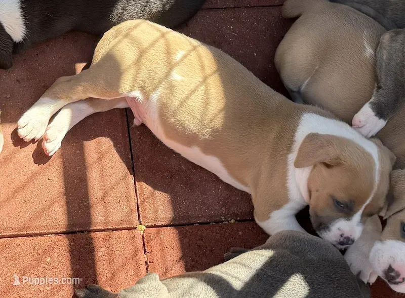 Leo-Boy – American Pit Bull Terrier puppy for sale in Palm Springs, CA