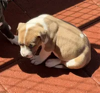 Leo-Boy, a male American Pit Bull Terrier for sale in Palm Springs, CA – Photo 3 of 8