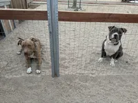 Leo-Boy, a male American Pit Bull Terrier for sale in Palm Springs, CA – Photo 8 of 8