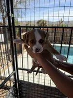 Charlie-Boy, a male American Pit Bull Terrier for sale in Palm Springs, CA – Photo 5 of 9