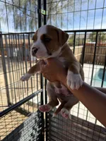 Charlie-Boy, a male American Pit Bull Terrier for sale in Palm Springs, CA – Photo 4 of 9