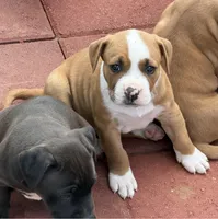 Charlie-Boy, a male American Pit Bull Terrier for sale in Palm Springs, CA – Photo 3 of 9