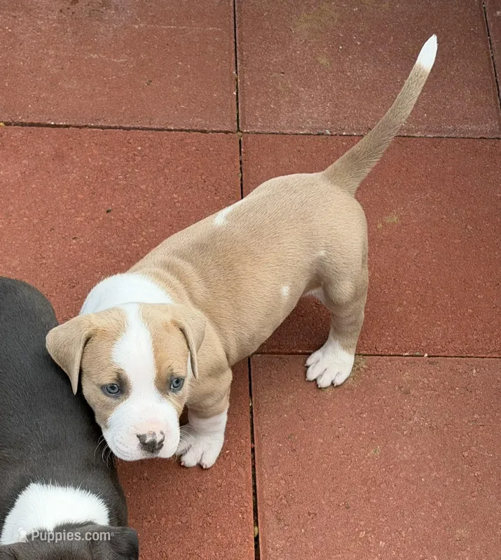 Charlie-Boy – American Pit Bull Terrier puppy for sale in Palm Springs, CA