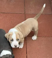 Charlie-Boy, a male American Pit Bull Terrier for sale in Palm Springs, CA – Photo 1 of 9