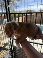 Charlie-Boy, a male American Pit Bull Terrier for sale in Palm Springs, CA – Photo 6 of 9