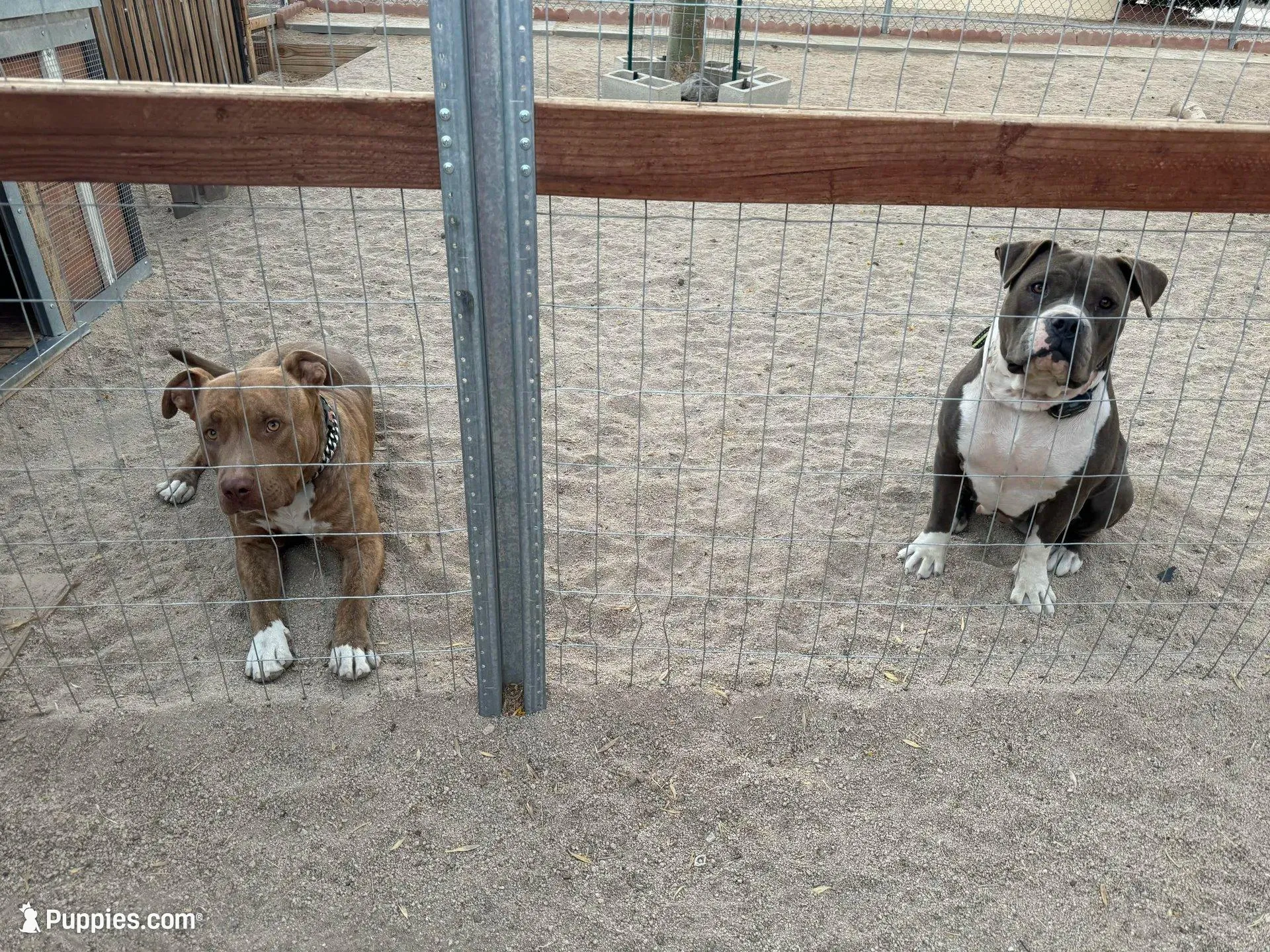 Charlie-Boy, a male American Pit Bull Terrier for sale in Palm Springs, CA – Photo 9 of 9