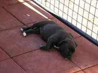 Panther-Girl, a female American Pit Bull Terrier for sale in Palm Springs, CA – Photo 4 of 7